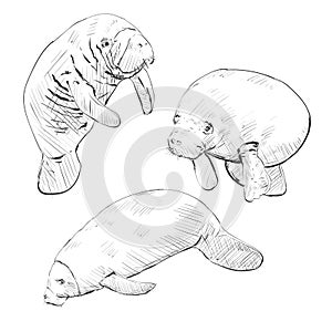 Dugong character . Vector hand drawn Manatee or Sea Cow maskot set. Logo, mark, icon isolated