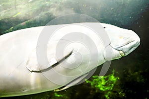 Dugong dugon