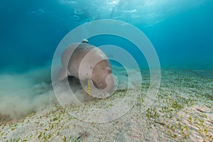 Dugong (dugong dugon) or seacow in the Red Sea.