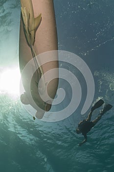 Dugong (dugong dugon) or seacow in the Red Sea.