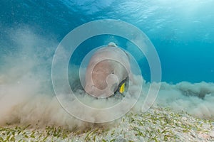 Dugong (dugong dugon) or seacow in the Red Sea.