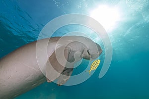 Dugong (dugong dugon) or seacow in the Red Sea.