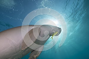 Dugong (dugong dugon) or seacow in the Red Sea.