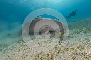 Dugong (dugong dugon) or seacow in the Red Sea.