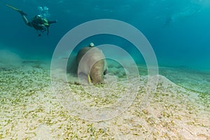 Dugong (dugong dugon) or seacow in the Red Sea.