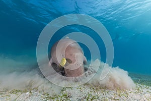 Dugong (dugong dugon) or seacow in the Red Sea.