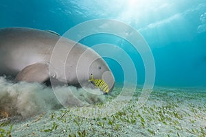 Dugong (dugong dugon) or seacow in the Red Sea.