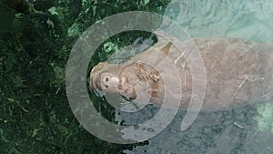 Dugong marine mammal swimming underwater and breathing above the seagrass