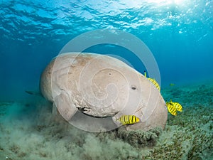 Dugong in a sea grass meadow surrounded by yellow pilot fish