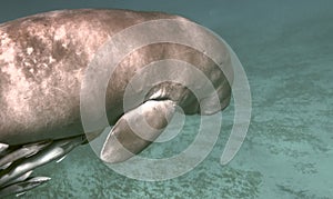 Dugong - Seacow eating underwater