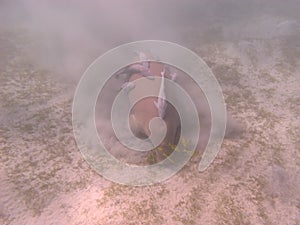 Dugong - Seacow eating underwater