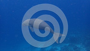 Dugong sirenia marine mammal on an indonesian reef photo