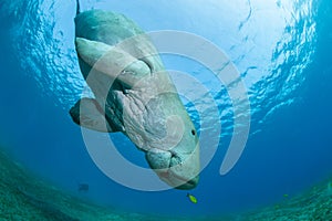 Dugong with a small yellow pilot fish