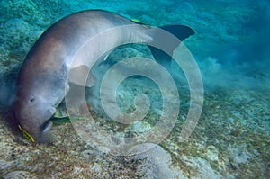 Dugong and suckerfishes