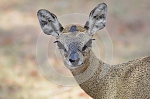 Duiker