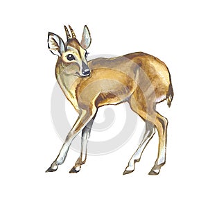 Duiker