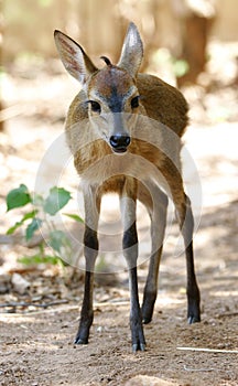 Duiker photo