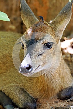 Duiker photo