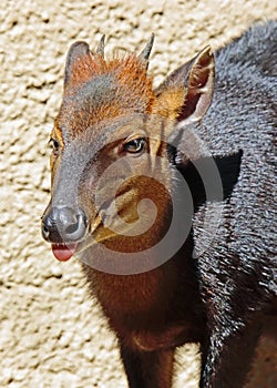 Duiker