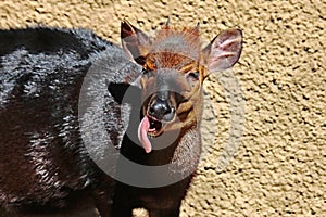 Duiker