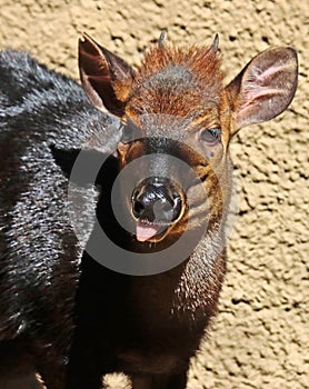 Duiker