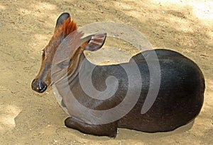 Duiker