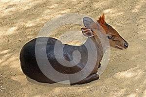 Duiker