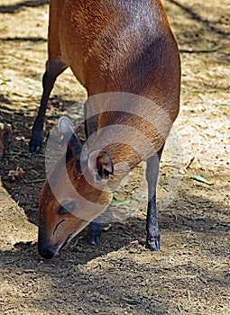 Duiker