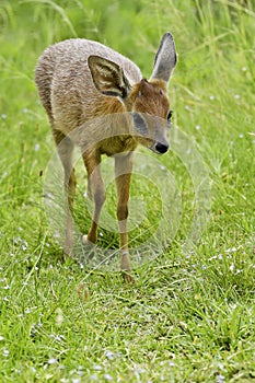 Duiker antelope