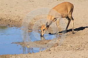 Duiker female - Wildlife from Africa - Rare Species of the Wild photo