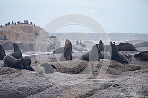 Duiker Island near Hout Bay, Cape Town.