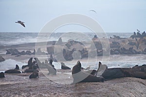 Duiker Island near Hout Bay, Cape Town.