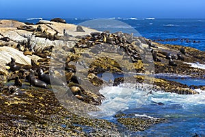 Duiker Island, South Africa