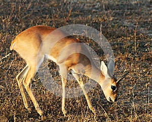 Duiker in the Kruger National Park photo