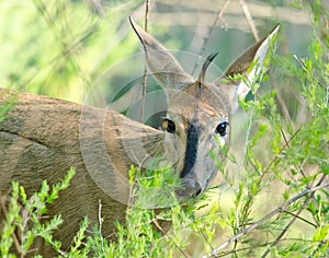Duiker peering out of bush photo