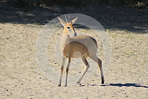 Duiker Ram - Wildlife from Africa - Rare Species of the Wild photo