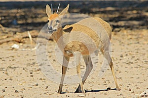 Duiker Ram - Wildlife Background from Africa - Funny Nature and Hungry stomach