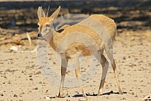 Duiker Ram - Wildlife Background from Africa - Lovely Innocence