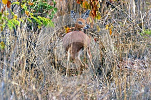 Duiker (South Africa)