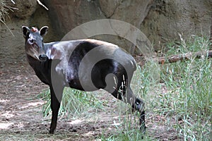 Duiker, Yellow-backed (Cephalophus silvicultor) photo