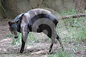 Duiker, Yellow-backed (Cephalophus silvicultor)