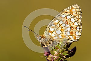 Duinparelmoervlinder, Niobe Fritillary, Argynnis niobe