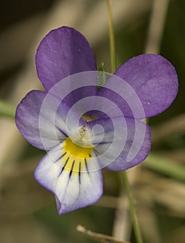 Duinviooltje, Dune Pansy, Viola curtisii