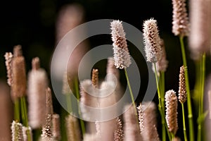 Duizendknoop, Fleece Flower, Persicaria affinis