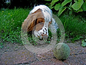 Duke 3, a dog with ball