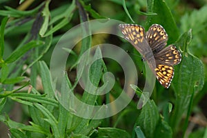 Duke of Burgundy butterfly close up in nature resting on a leaf, brown and orange butterfly