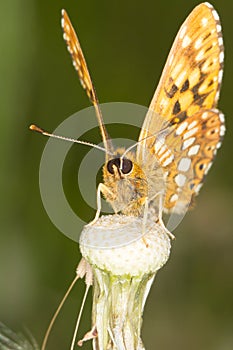 Duke of Burgundy (Hamearis lucina) butterfly