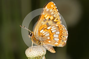 Duke of Burgundy (Hamearis lucina) butterfly