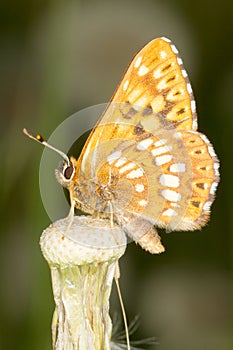 Duke of Burgundy (Hamearis lucina) butterfly