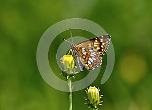 Duke of Burgundy (Hamearis lucina) butterfly